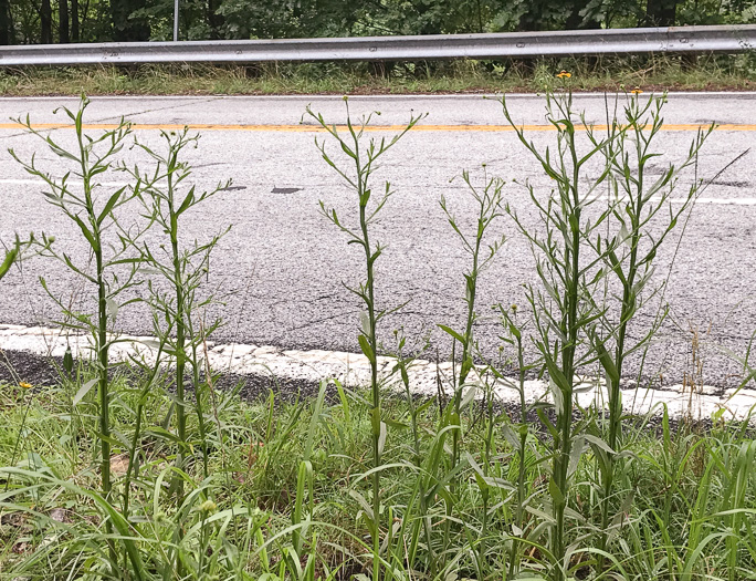 image of Helenium flexuosum, Purplehead Sneezeweed, Southern Sneezeweed