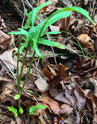 image of Viola emarginata var. 5, Sword-leaved Violet