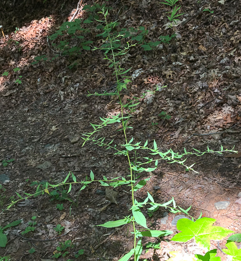 Symphyotrichum lateriflorum, Calico Aster, Starved Aster, Goblet Aster