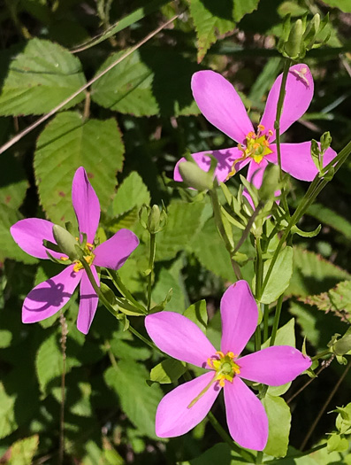 image of Sabatia angularis, Rose-pink, Bitterbloom, Common Marsh-pink, American Centaury