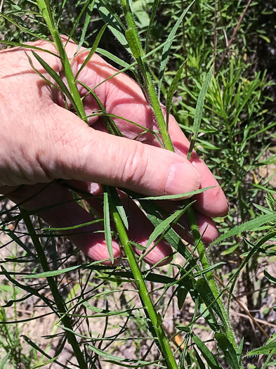 image of Erigeron canadensis, Common Horseweed