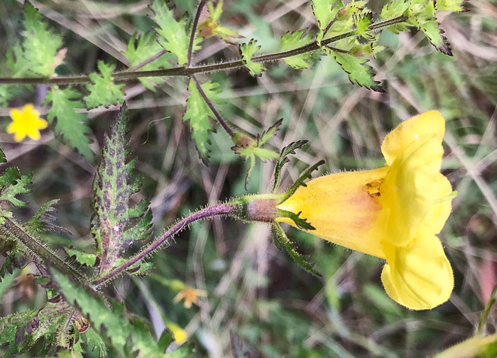 image of Aureolaria pectinata, Southern Oak-leach, Sticky False Foxglove, Combleaf Yellow False Foxglove