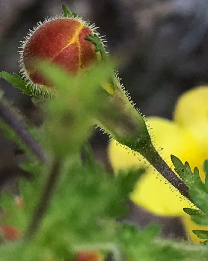 image of Aureolaria pectinata, Southern Oak-leach, Sticky False Foxglove, Combleaf Yellow False Foxglove