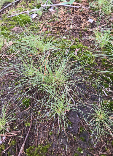 image of Bulbostylis capillaris ssp. capillaris, Densetuft Hairsedge, Common Hairsedge