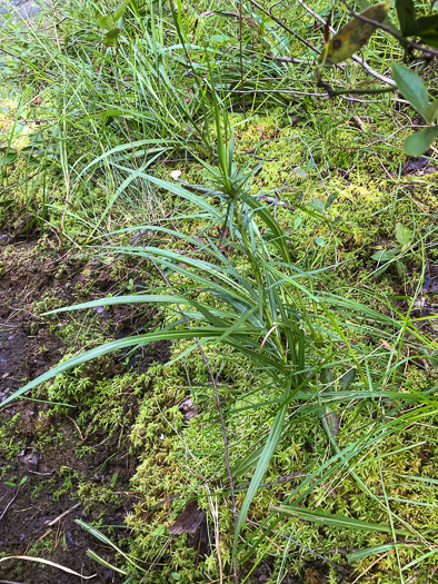 image of Liatris spicata, Dense Blazing-star, Mountain Blazing-star, Florist's Gayfeather, Dense Gayfeather