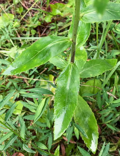 image of Lobelia spicata, Pale Spiked Lobelia, Palespike Lobelia