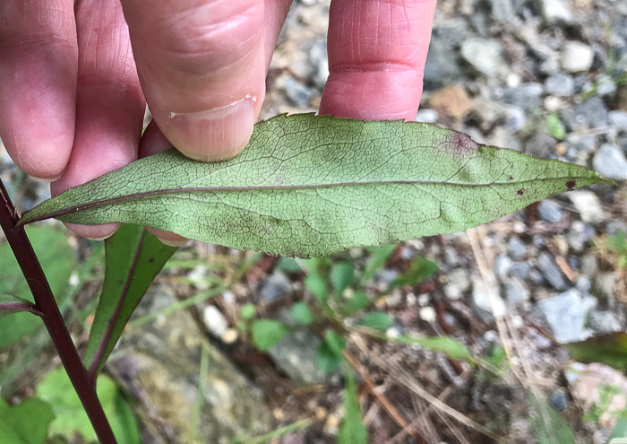 image of Solidago juncea, Early Goldenrod