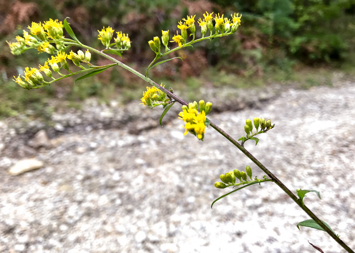 image of Solidago juncea, Early Goldenrod