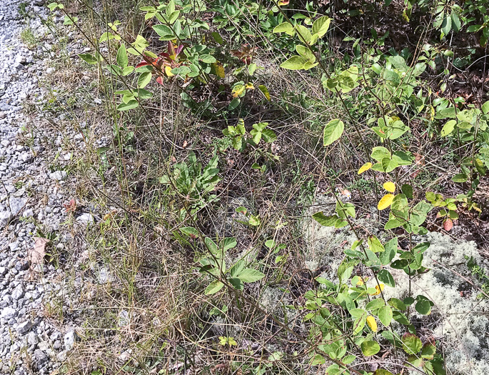 image of Desmodium obtusum, Stiff Tick-trefoil