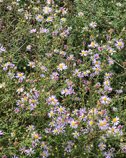 Symphyotrichum dumosum var. dumosum, Bushy Aster, Long-stalked Aster, Rice Button Aster