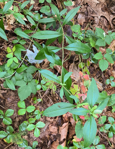 image of Gentiana decora, Appalachian Gentian, Showy Gentian