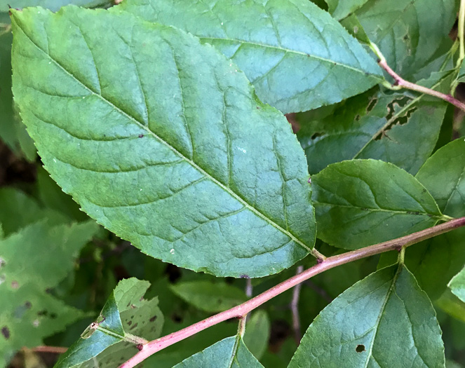 image of Eubotrys recurvus, Mountain Sweetbells, Mountain Fetterbush, Deciduous Fetterbush