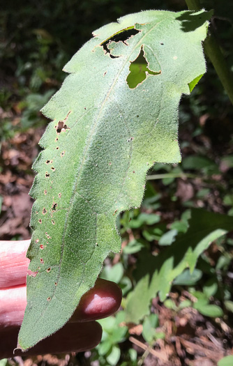 image of Silphium dentatum, Starry Rosinweed