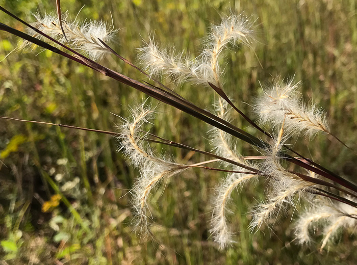 image of Andropogon ternarius, Splitbeard Bluestem, Silvery Bluestem