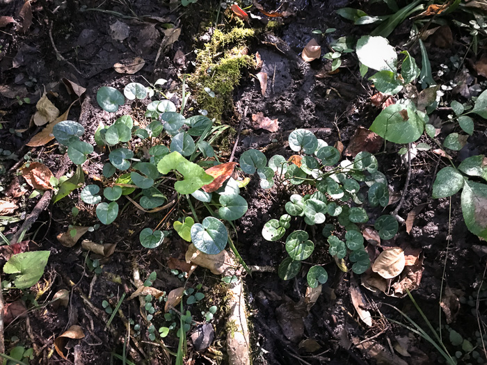 image of Hexastylis naniflora, Dwarf-flower Heartleaf