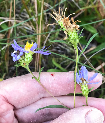 involucral bracts