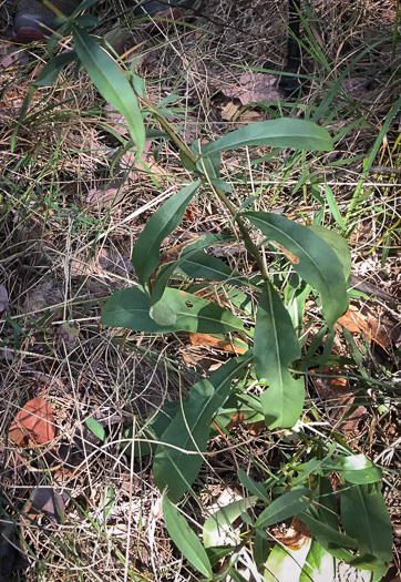 image of Solidago erecta, Slender Goldenrod, Erect Goldenrod