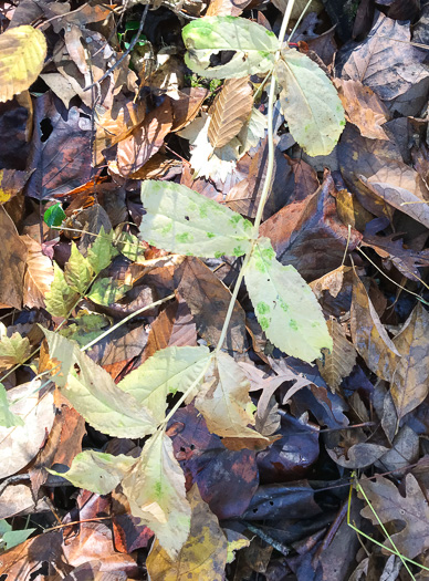 image of Stachys latidens, Broadtooth Hedgenettle