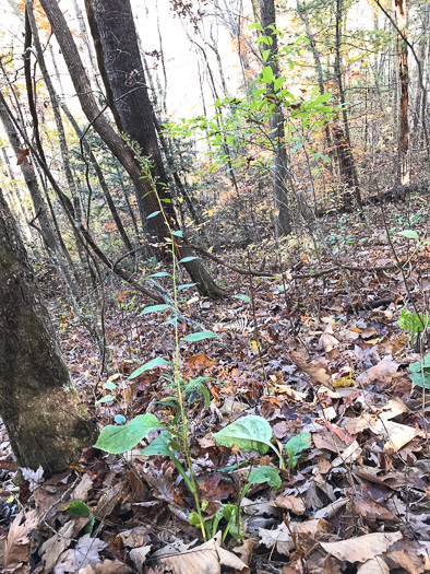 image of Solidago faucibus, Gorge Goldenrod