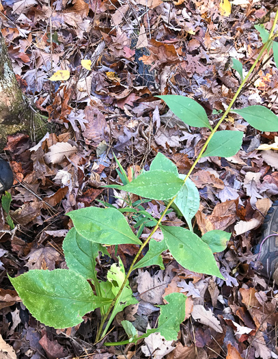 image of Solidago faucibus, Gorge Goldenrod