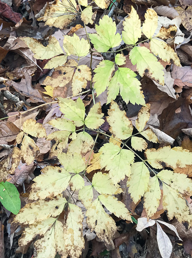 image of Actaea racemosa, Common Black Cohosh, Early Black Cohosh, Black Snakeroot, black bugbane