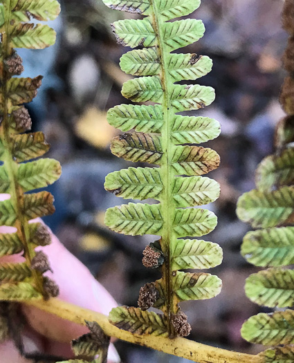 image of Deparia acrostichoides, Silvery Glade Fern, Silvery Spleenwort