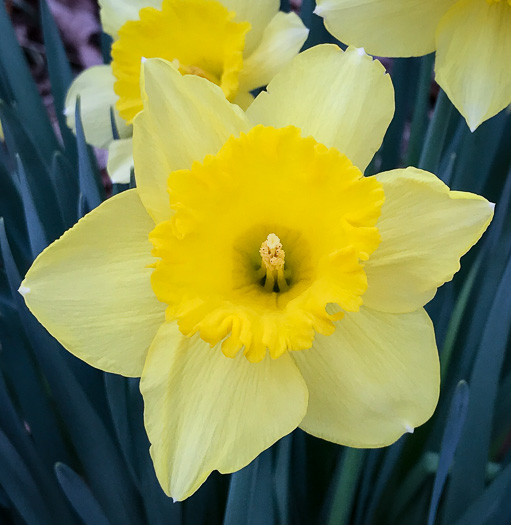 image of Narcissus ×incomparabilis, Nonesuch Daffodil