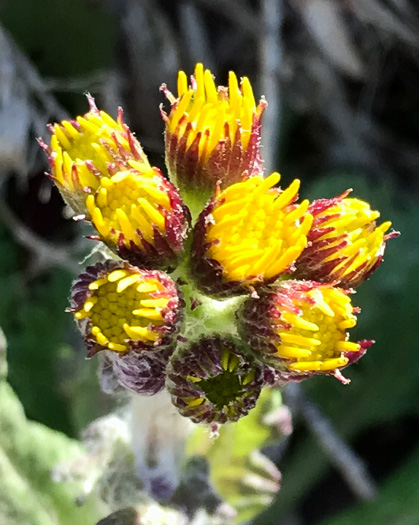 image of Packera obovata, Roundleaf Ragwort, Roundleaf Groundsel, Spatulate-leaved Ragwort, Running Ragwort