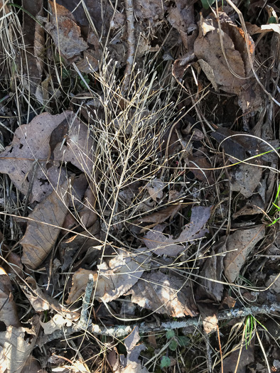 image of Eragrostis spectabilis, Purple Lovegrass, Tumblegrass