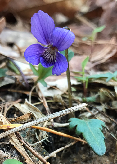 image of Viola emarginata var. 5, Sword-leaved Violet