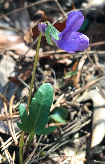 image of Viola emarginata var. 5, Sword-leaved Violet