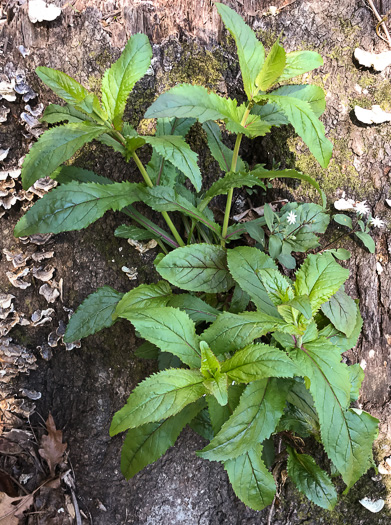 image of Penstemon smallii, Small's Beardtongue, Blue Ridge Beardtongue