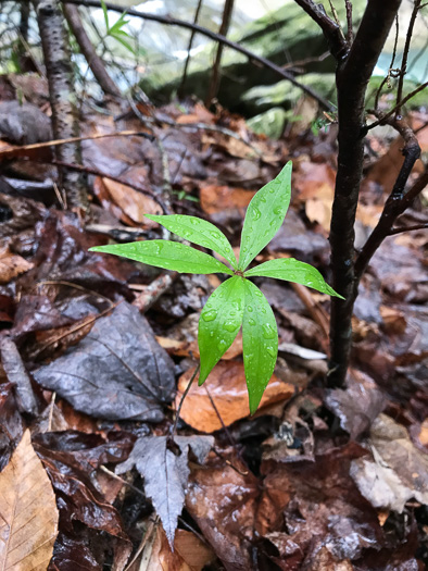 image of Medeola virginiana, Indian Cucumber-root