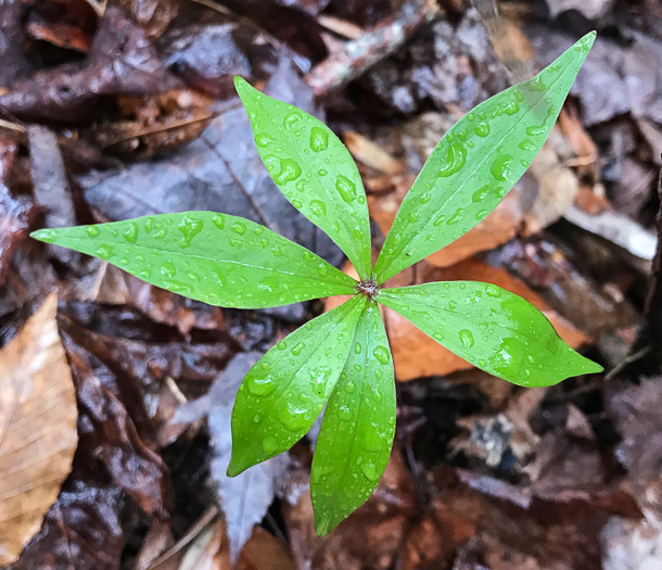 image of Medeola virginiana, Indian Cucumber-root