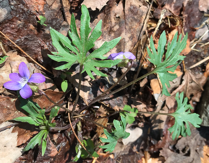 image of Viola subsinuata var. subsinuata, Wavyleaf Violet