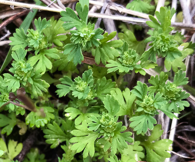 image of Aphanes australis, Parsley-piert, slender parsley piert