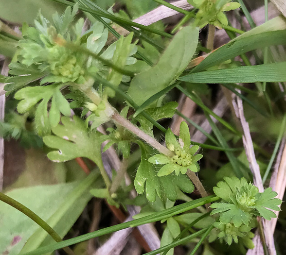 image of Aphanes australis, Parsley-piert, slender parsley piert