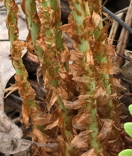 image of Dryopteris marginalis, Marginal Woodfern, Marginal Shield-fern