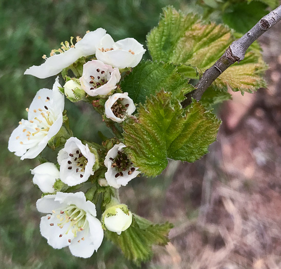 image of Crataegus mollis var. lanuginosa, Woolly Hawthorn, Webb City Hawthorn