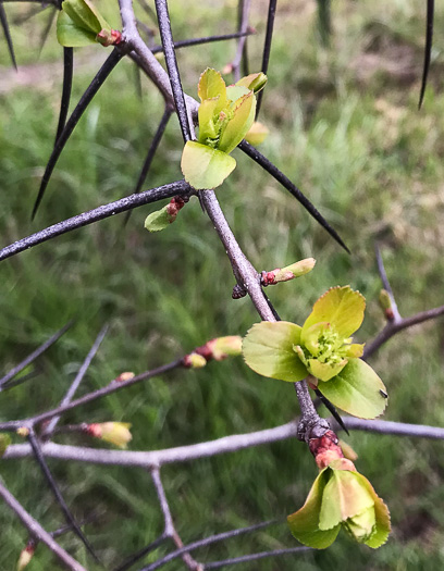 thorns