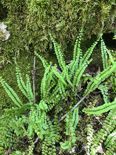 image of Asplenium trichomanes, Maidenhair Spleenwort