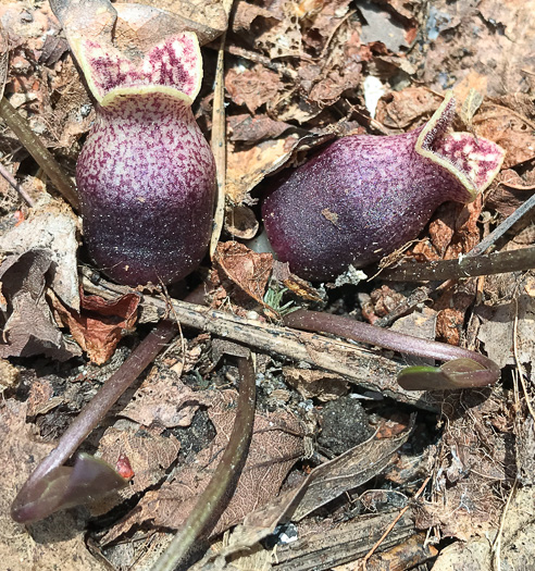 image of Hexastylis rhombiformis, French Broad Heartleaf, Carolina Heartleaf