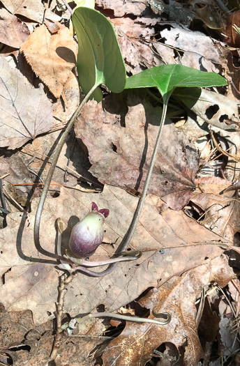 image of Hexastylis rhombiformis, French Broad Heartleaf, Carolina Heartleaf