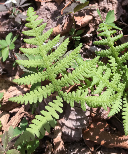 image of Phegopteris hexagonoptera, Broad Beech Fern