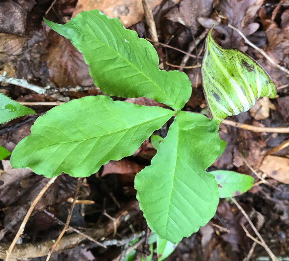 image of Arisaema triphyllum, Common Jack-in-the-Pulpit, Indian Turnip