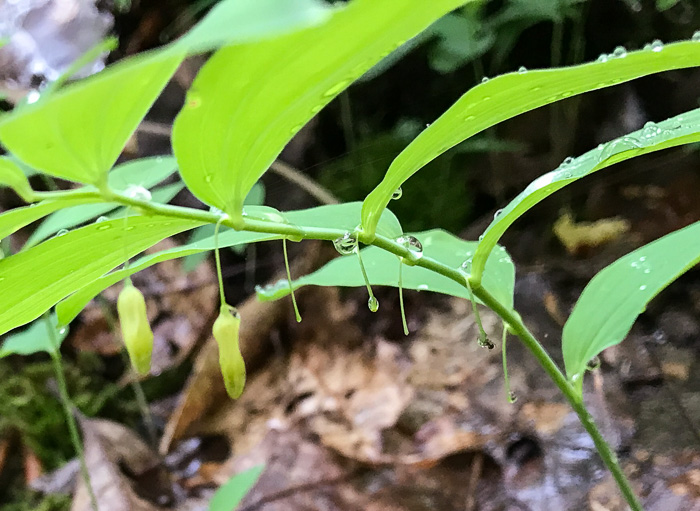 image of Polygonatum pubescens, Downy Solomon’s Seal, Hairy Solomon's Seal