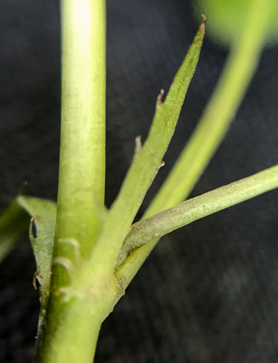 image of Viola rostrata, Longspur Violet