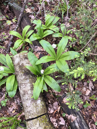 image of Clintonia umbellulata, Speckled Wood-lily, White Clintonia