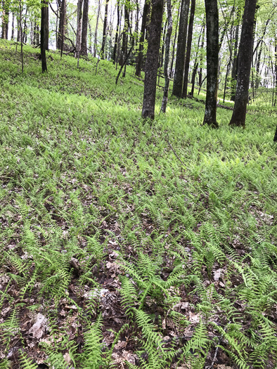 image of Amauropelta noveboracensis, New York Fern