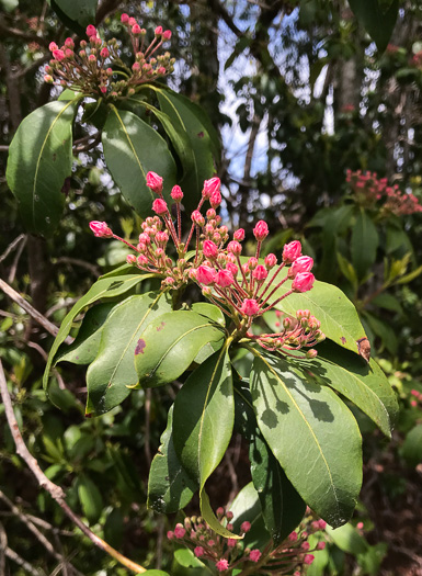 image of Kalmia latifolia, Mountain Laurel, Ivy, Calico-bush, Mountain Ivy